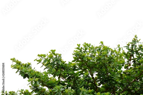 Tall Indian almond tree with branches leaves on white isolated background for green foliage backdrop 