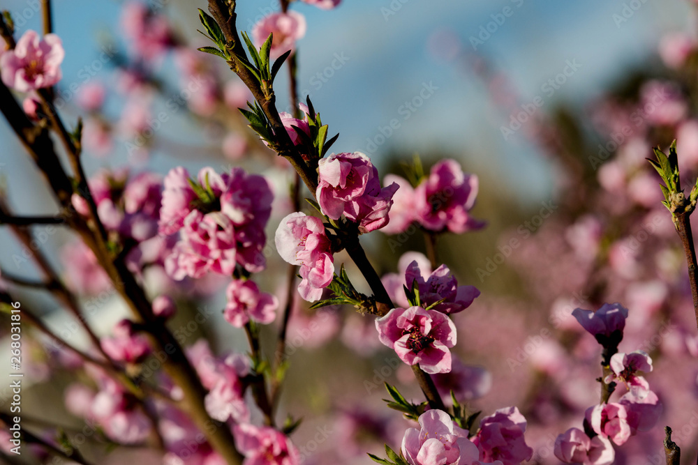 fleurs fleurs