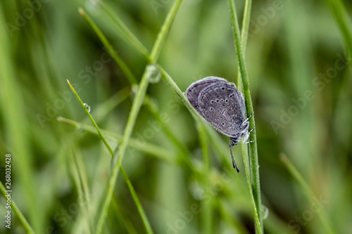 Wallpaper Mural Nature Torontodigital.ca