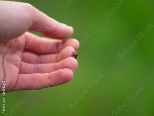 Ladybug sitting on his hand