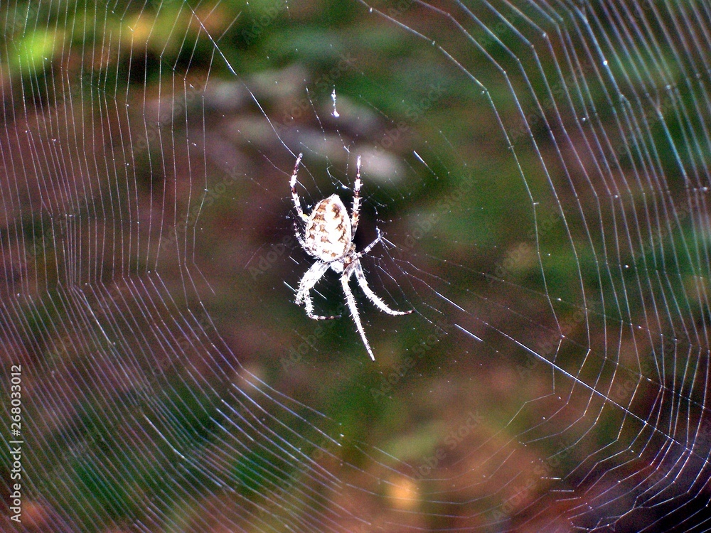 spider on web