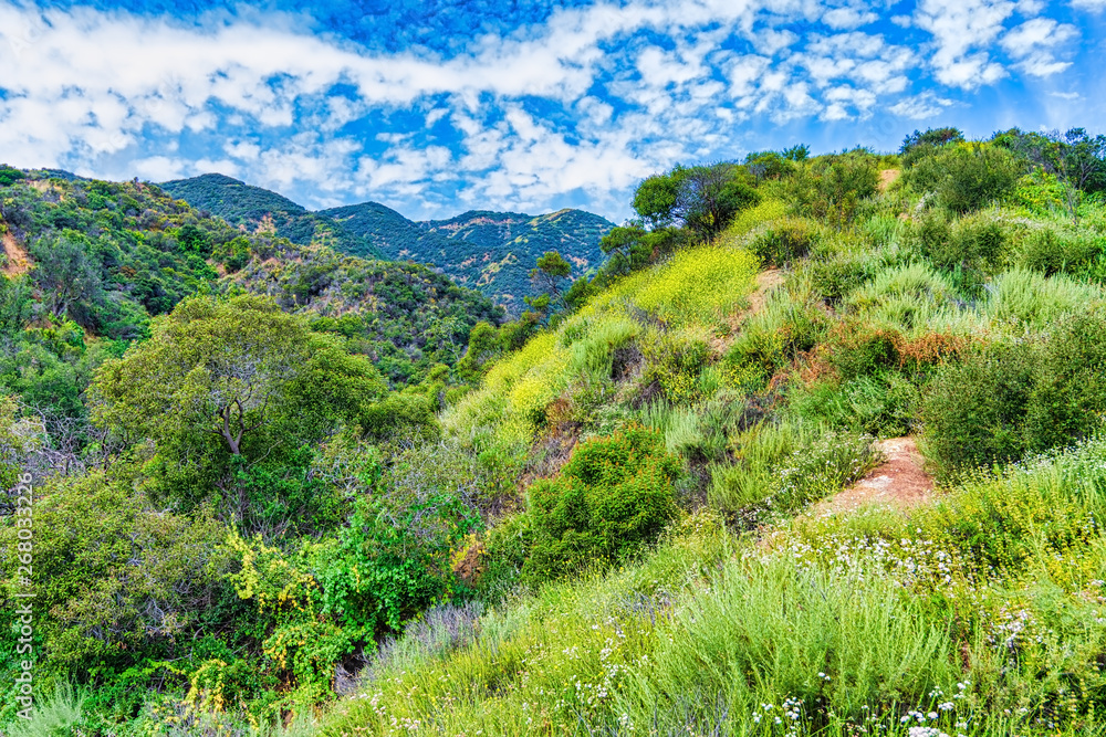 spring in southern california forest mountains spring in southern california forest mountains