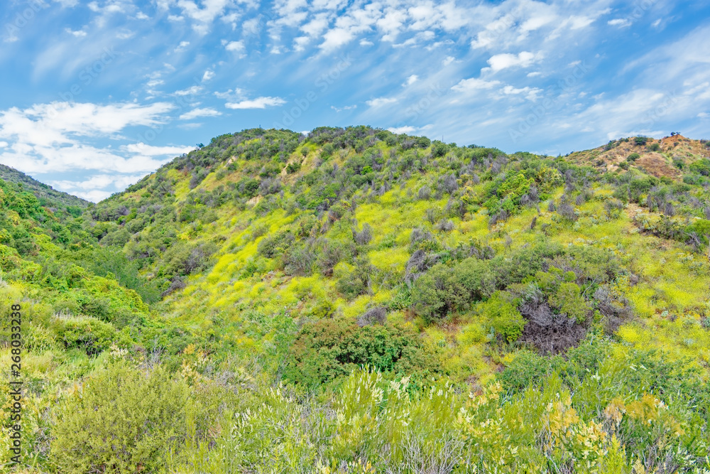 yellow wildflowers cover the hills of mountains yellow wildflowers cover the hills of mountains