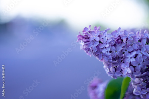 Lilac flowers