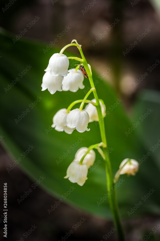 White spring lily of the valley on a dark background White spring lily of the valley on a dark background
