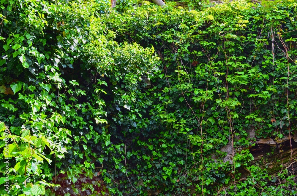 dense thickets of many green ivy branches