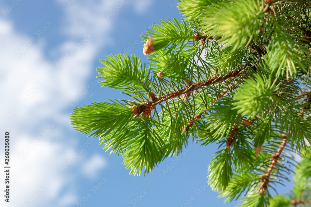 Spruce branch with young green needles at blue sky background. simple. frame for design. Spruce branch with young green needles at blue sky background. simple. frame for design.