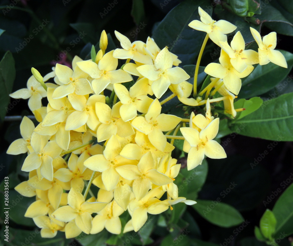 Fototapeta premium Yellow Flower