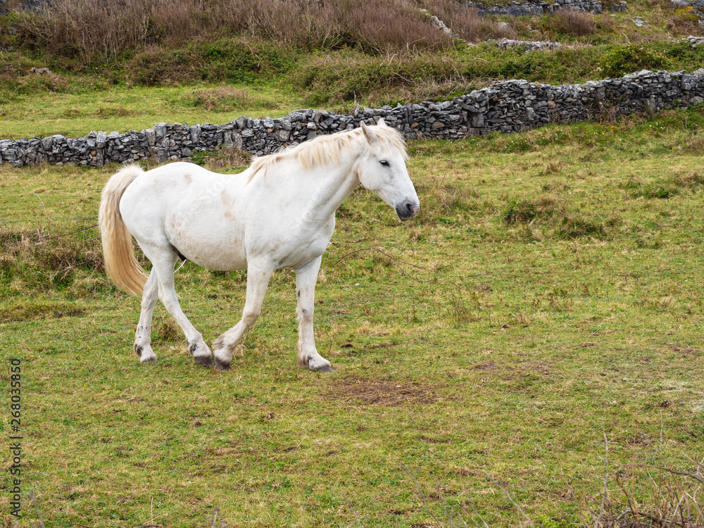 White horse walking in a field. White horse walking in a field.