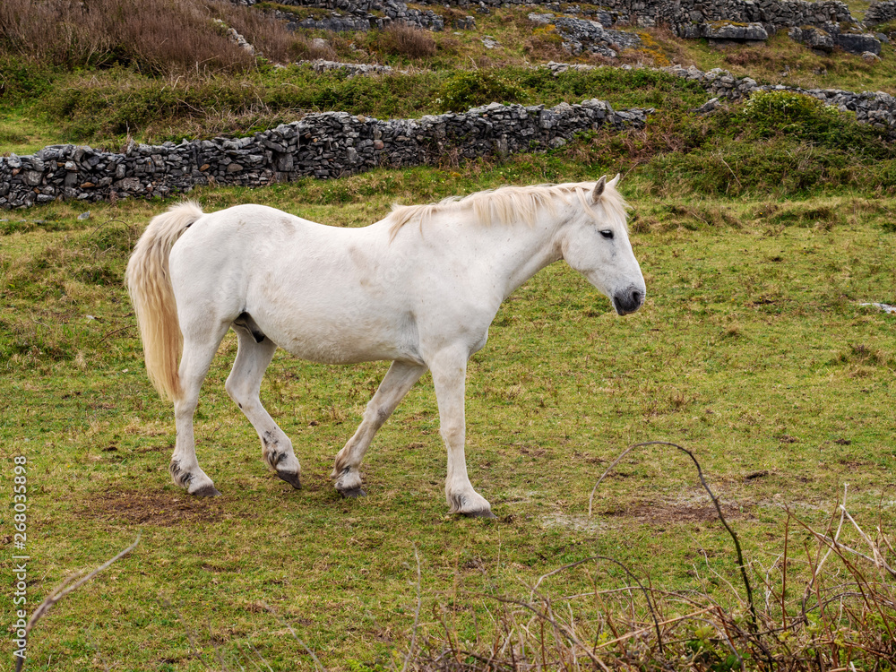 White horse walking in a field. White horse walking in a field.