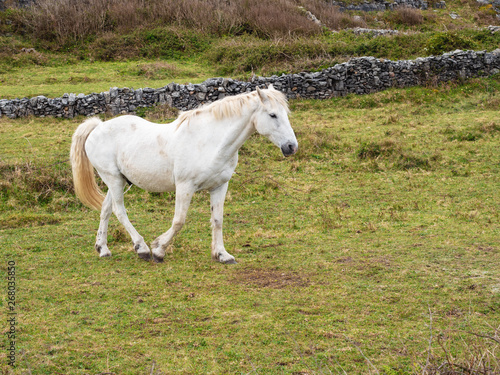 White horse walking in a field.