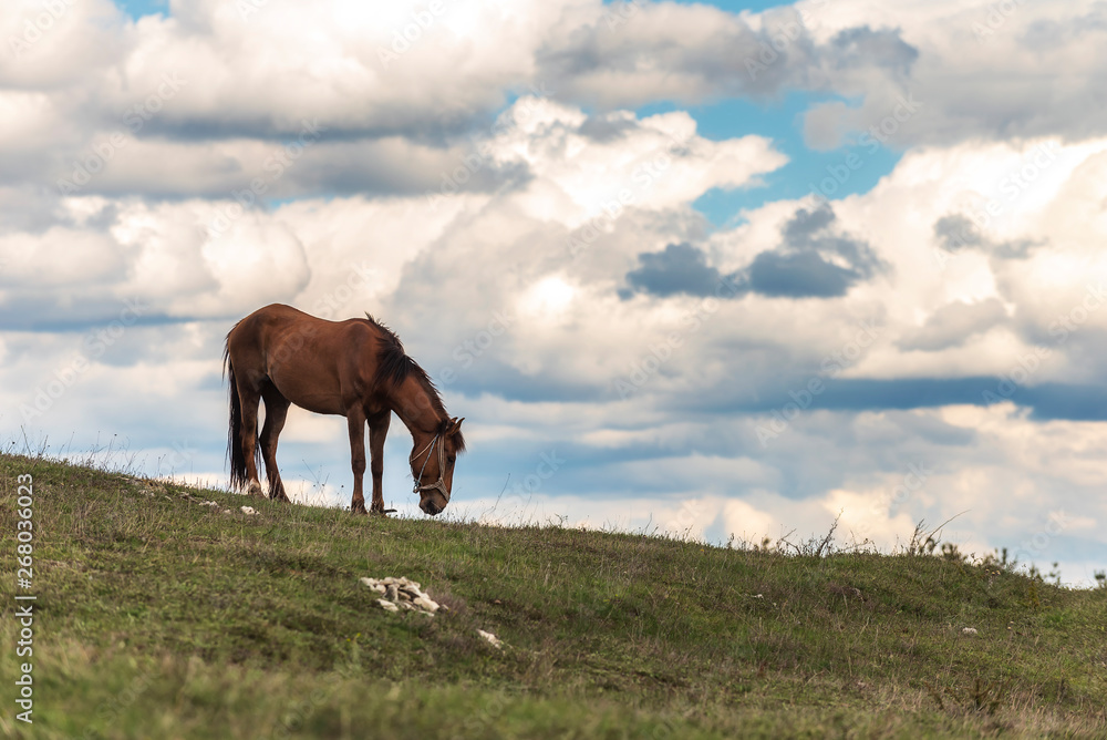 Lonely horse high in the mountain