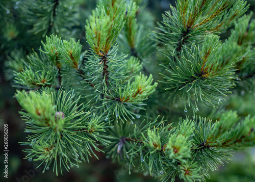 The branches of spruce or pine close-up. Evergreen tree.
