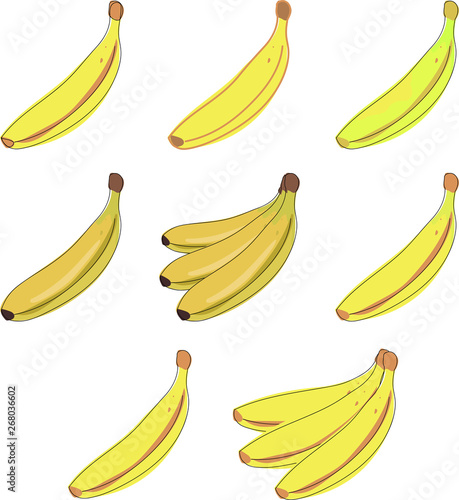 Vector banana. Bunches of fresh banana fruits isolated on white background, collection of vector illustrations