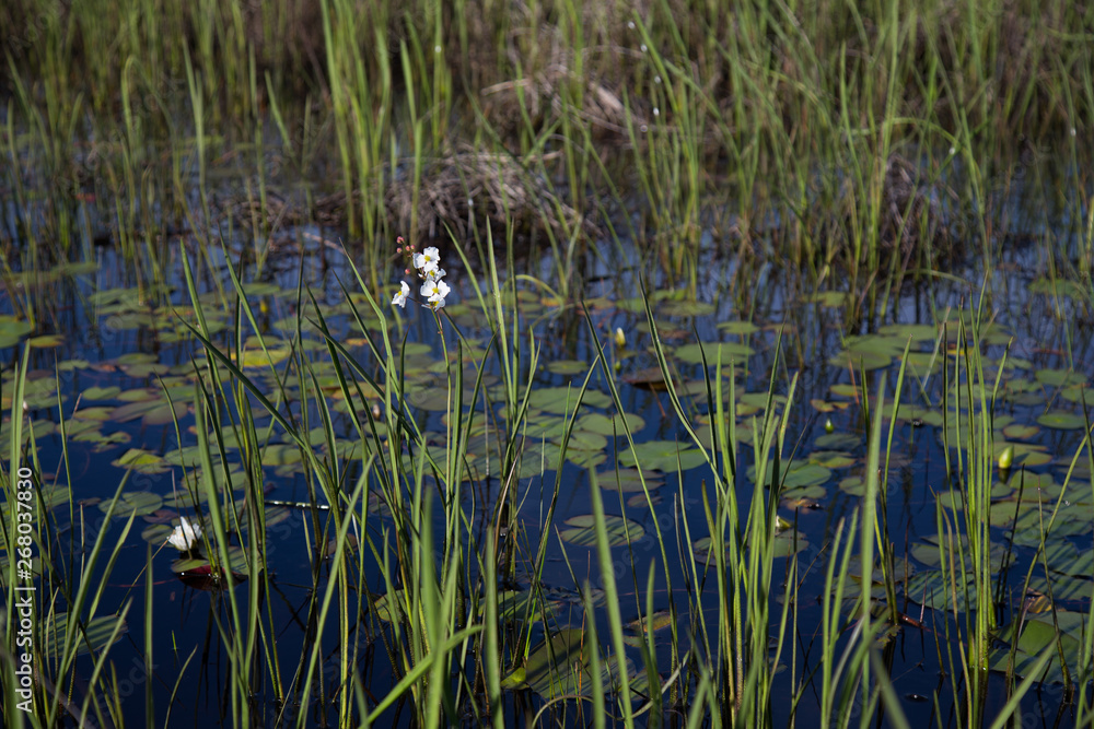 Englemann's Arrowhead white wildflower and reeds growing in dark water, realistic natural light, Louisiana marsh wetlands Englemann's Arrowhead white wildflower and reeds growing in dark water, realistic natural light, Louisiana marsh wetlands