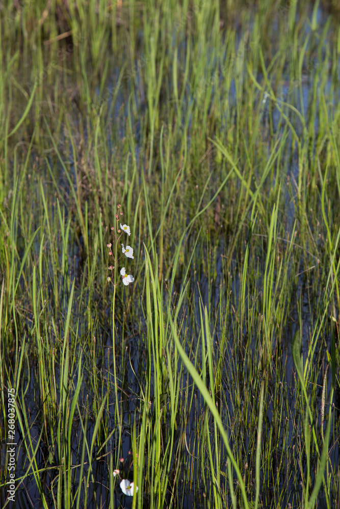 Portrait of Englemann's Arrowhead white wildflower and reeds growing in dark water, realistic natural light, Louisiana spring