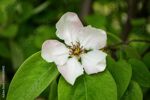 Quince tree bloomed in the spring. Flowering tree. Close up.