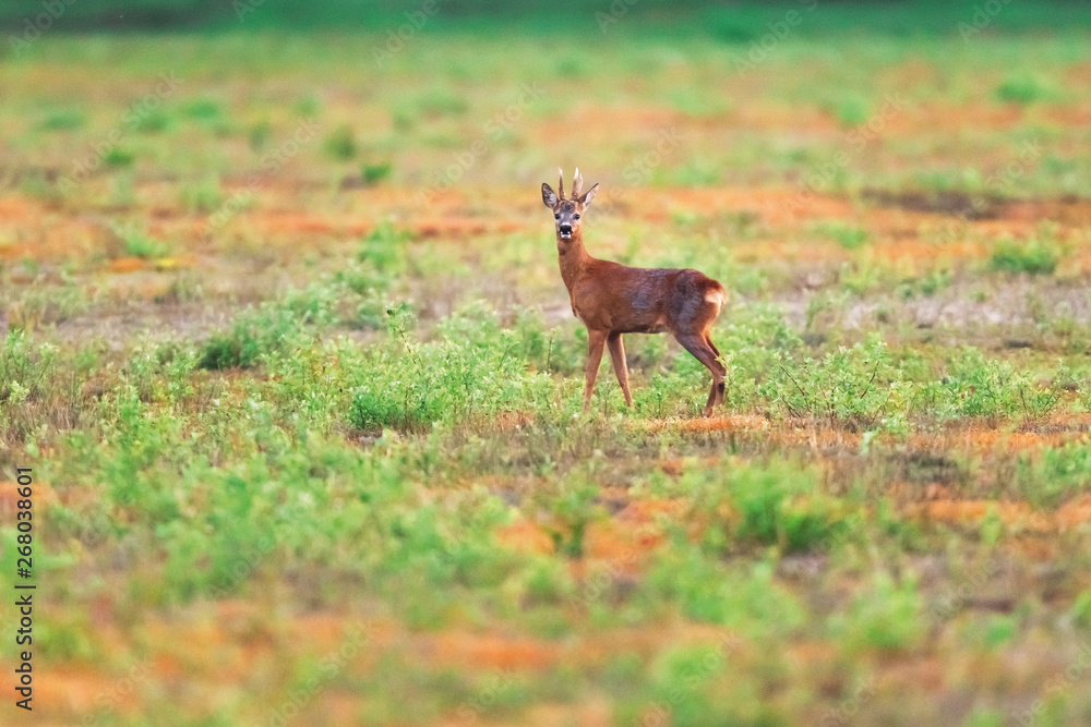 Solitary roebuck in field in spring. Solitary roebuck in field in spring.