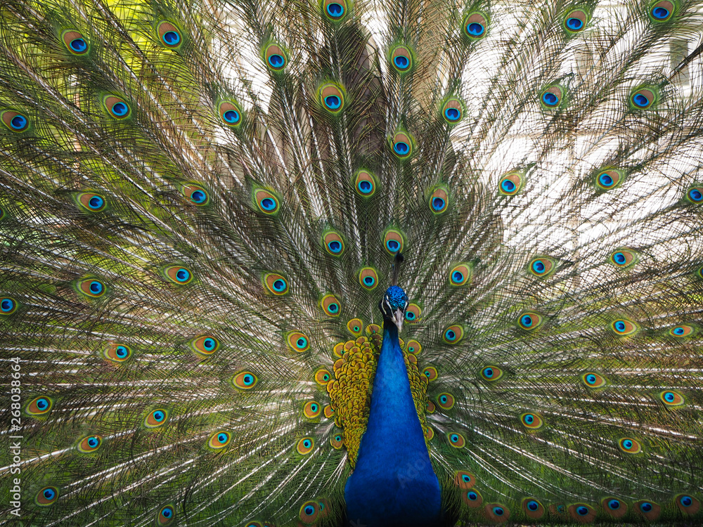 Fototapeta premium Indian peafowl or blue peafowl (Pavo cristatus) with open tail in the yard of the park zoo close view
