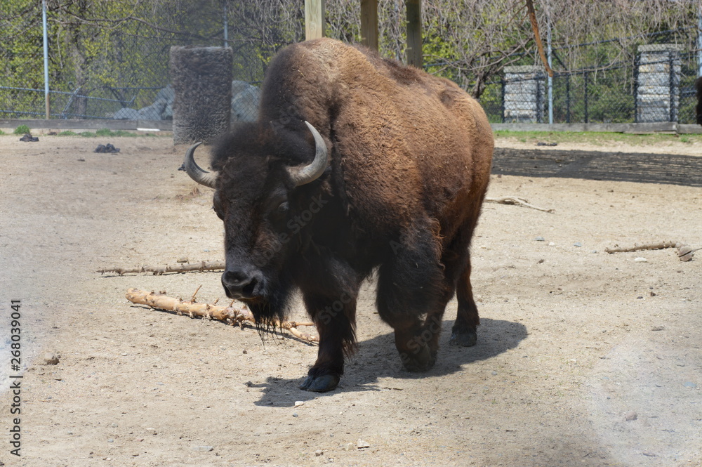 Bison in the outdoors