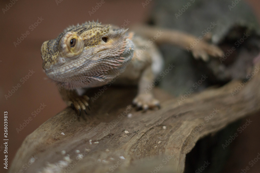 Obraz premium Beautiful bearded dragon looking up