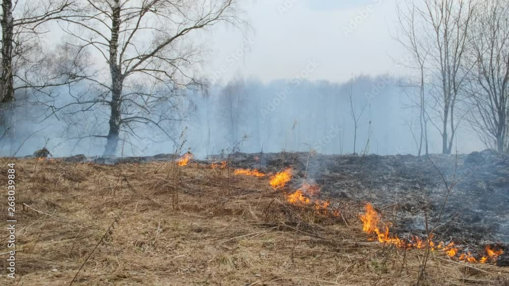 Deadwood is burning in a clearing in the forest. fire hazard situation. Deadwood is burning in a clearing in the forest. fire hazard situation.