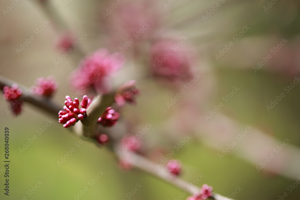 Spring flowers in Toronto, Canada