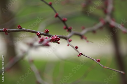 Spring flowers in Toronto, Canada