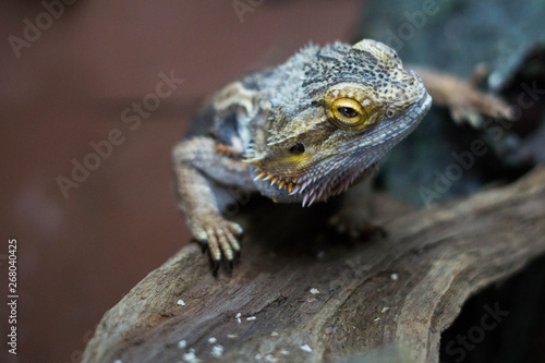 bearded dragon climbing upwards