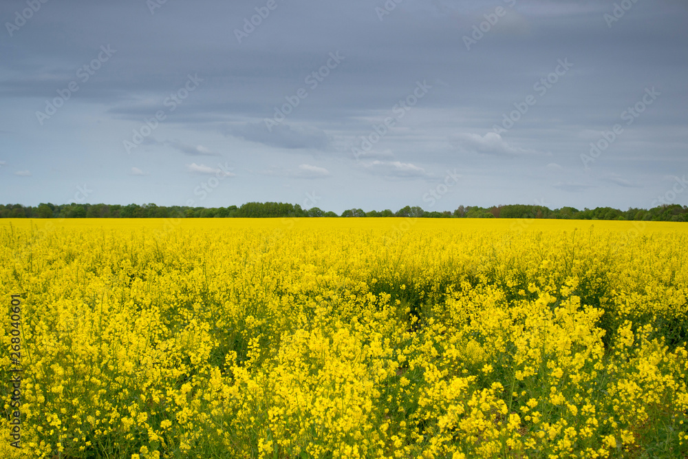 Yellow rapeseed flowers on the field under the dark pre-rain sky Yellow rapeseed flowers on the field under the dark pre-rain sky