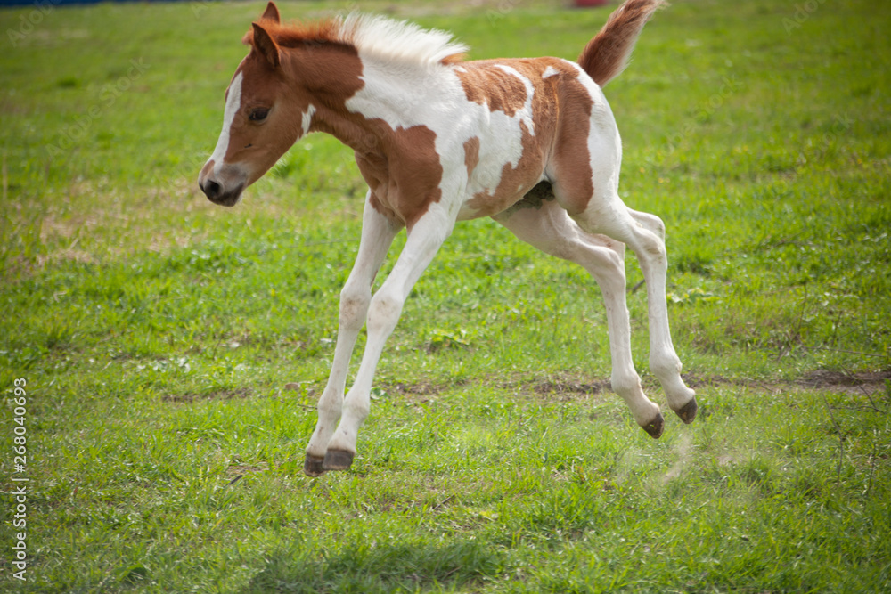 Perky horse colt. Little horse A baby horse runs across the lawn. Noble  animal. Shooting a horse on a summer day on a green lawn. White horse rides  on the field. Stock