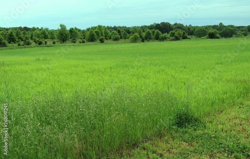 Green Pasture Tall Grass