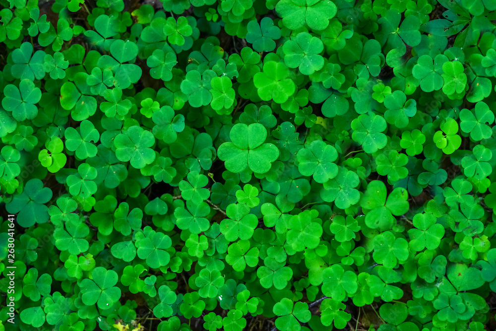 Saint Patrick's Day Clovers backgroung Saint Patrick's Day Clovers backgroung