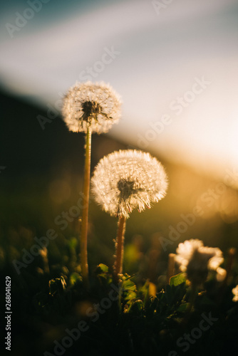 Warm summer evening with golden hour and dandelions