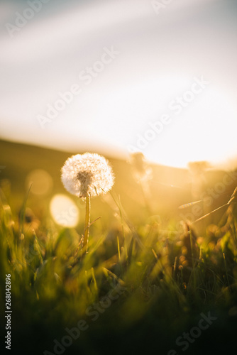 Warm summer evening with golden hour and dandelions