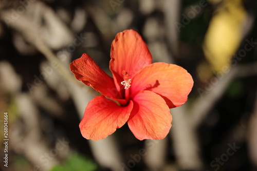 Hawaii Flower