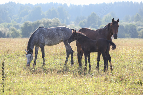 horses in the field © Daria