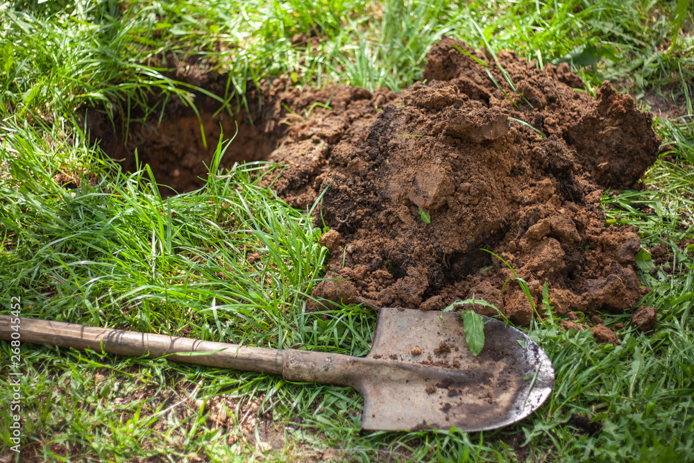Fototapeta premium Work planting trees. A gardener plants a tree in the hole from the ground. Plant roots are processed before planting in the ground. Work shovel. Work in the spring blooming garden. Trees care. Gardene