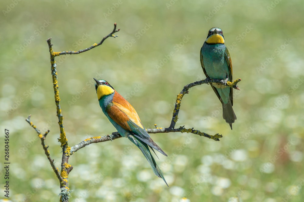 Merops apiaster bee-eater Merops apiaster bee-eater