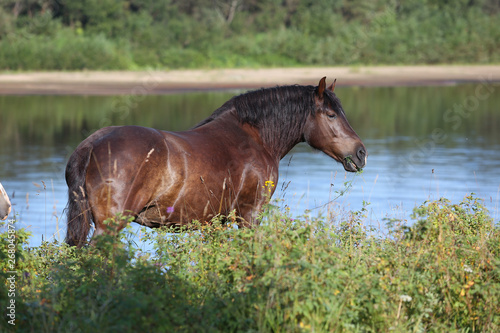 russian heavy draft horse in the field near river