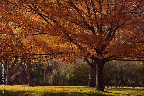 Photography Red Oak trees in the Fall in a Toronto Park in the morning