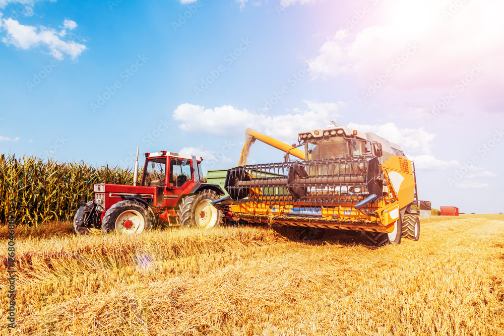 Obraz premium Combine harvester harvests ripe wheat. agriculture 