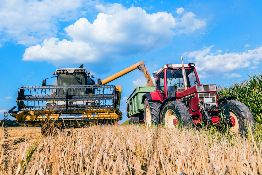 Combine harvester harvests ripe wheat. agriculture Combine harvester harvests ripe wheat. agriculture