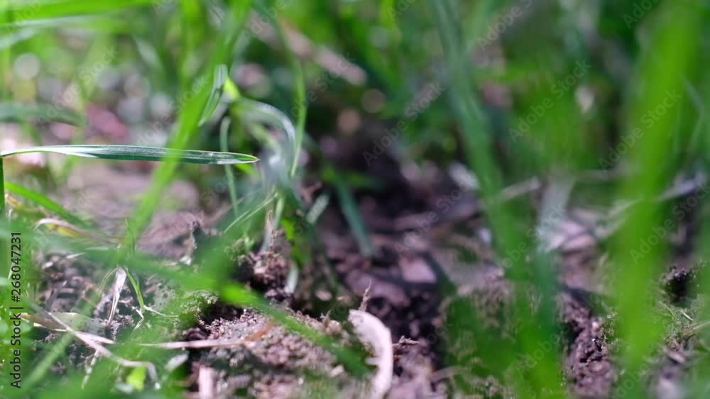Preparing ground and plant acorn oak sprout in garden Preparing ground and plant acorn oak sprout in garden