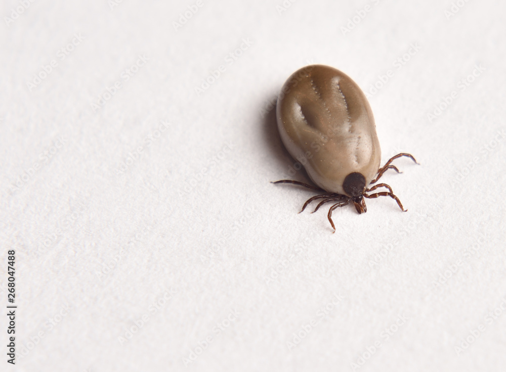 Engorged female Blacklegged Deer tick on white paper top view Engorged female Blacklegged Deer tick on white paper top view