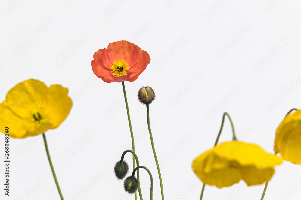 Naklejka premium poppy flower on white background