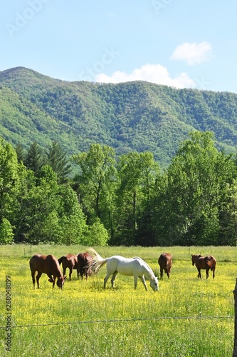 Horses and Mountain