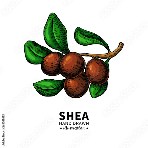 Shea butter vector drawing. Isolated illustration of berry on branch.
