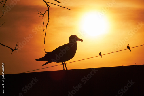 Seagulls standing in the sunset in backlight