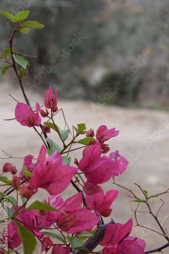 Flowers in the Desert